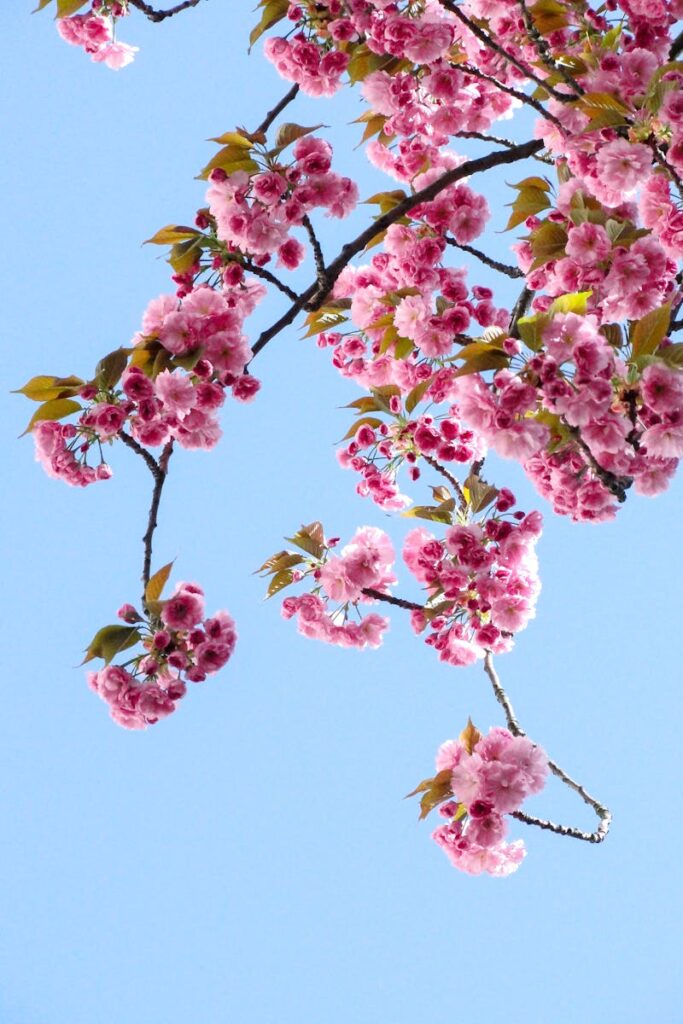 pexels-photo-250591-250591 Beautiful cherry blossoms in full bloom on a clear spring day with a vibrant blue sky background.